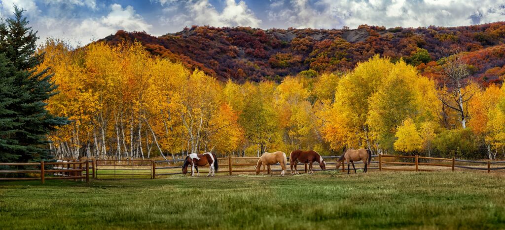 private shuttle service Aspen, Aspen way to go, Aspen, Colorado, Basalt, Glenwood Springs, Carbondale, tourist season Aspen, ski season, snowboard season, ski resort Aspen, private shuttle service, private car service, private transportation service, chauffeur service Aspen